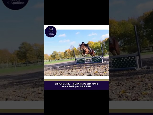 Caballo castrado Pura Sangre En venta 2017 Bayo