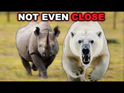 POLAR BEAR vs RHINO  - Not Even Close