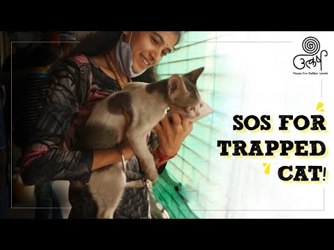 Sos for trapped cat