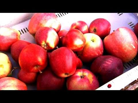 Frankfurt Seckbach - Das Dorf in der Stadt