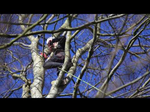 Friluftsliv klatrer i træer