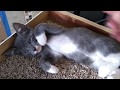 Little Gray Tux Lola