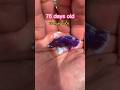 Betta Fish Development And Results Bettafishtank Betta