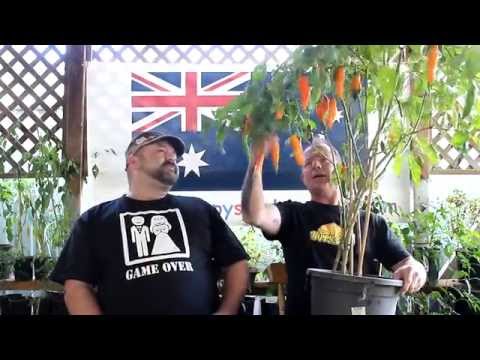 download lagu mp3 mp4 Amarillo Chilli, download lagu Amarillo Chilli gratis, unduh video klip Amarillo Chilli