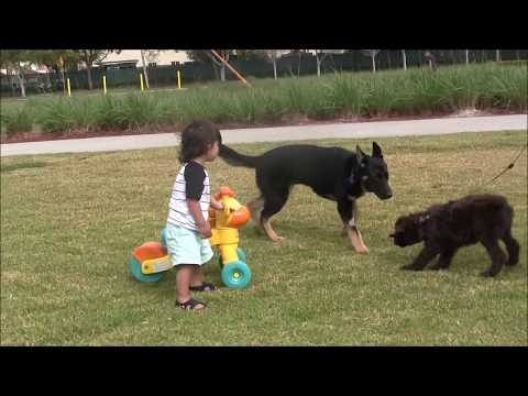 download lagu mp3 mp4 Richard Heinz Dog Trainer Dvd, download lagu Richard Heinz Dog Trainer Dvd gratis, unduh video klip Richard Heinz Dog Trainer Dvd