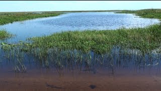 preview picture of video 'Okeechobee KOA Campground'