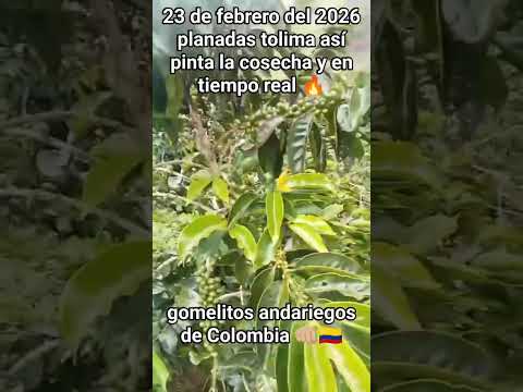 ✨ 🚍 De Ibagué ➜ Planadas (Tolima)📏 Distancia: ~231 km🕐 Duración: ~5 horas en bus💰 Precio dl $60.000