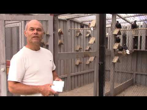 Hjemmelavet fodertrug til duer