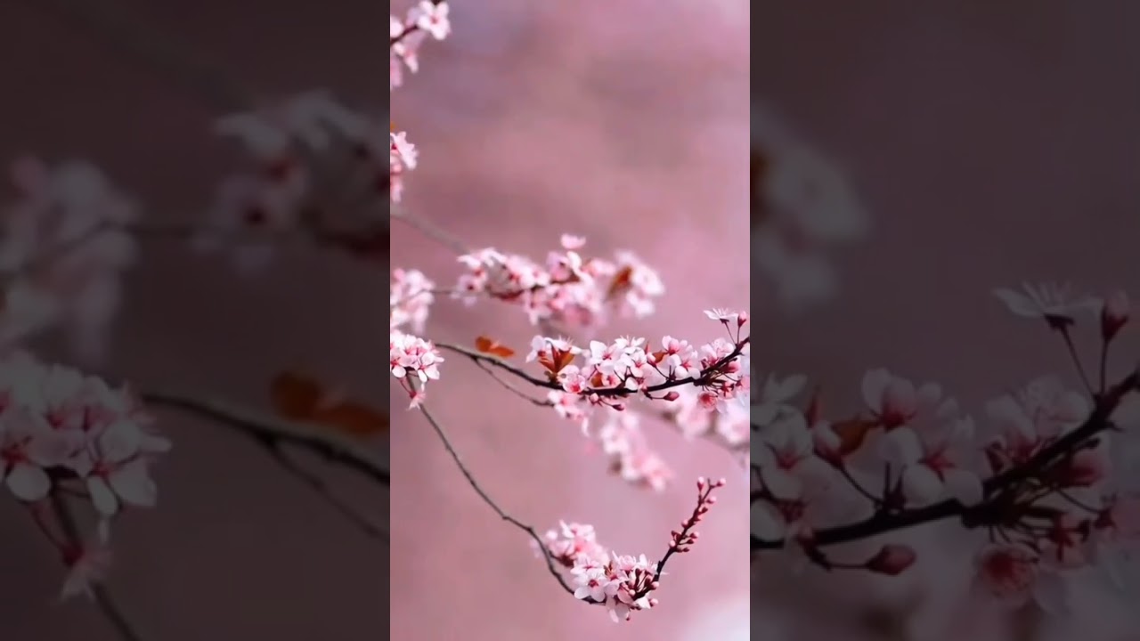 Hello, friends! 🌸 In this video, you will see the stunning beauty of cherry blossoms!