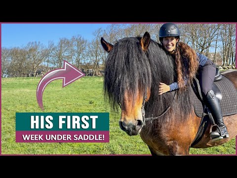 Riding a Swedish Ardennes Draft Horse Stallion in Sweden