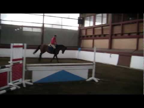 Clinton x Landgold geb. 2007.MTS