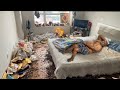The Home Owner Too Lazy To Clean His Home Messy Home Rescue Best House Cleaning ️