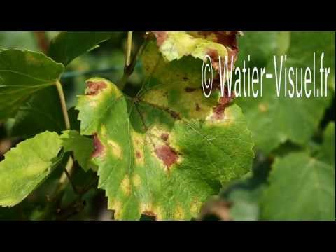 comment traiter mildiou vigne