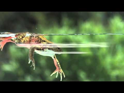 SVHU Frogs vs. VfL Bad Schwartau