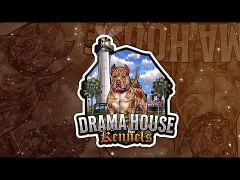 WELCOME TO THE DRAMA HOUSE FAMILY - HERES A QUICK INTRODUCTUON TO THE XL BULLIES WE CURRENTLY HAVE!🐾