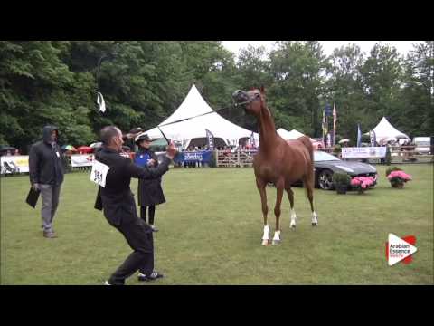 N.161 ISADORA JOY - Bruges 2015 International - Mares 4-6 years old (Class 107)