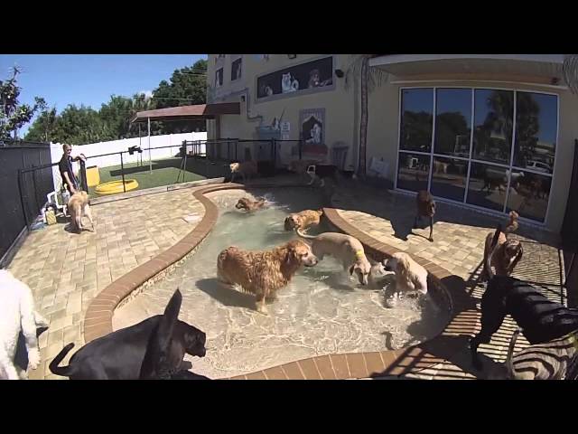 All American Pet Resorts Punta Gorda - Punta Gorda, FL