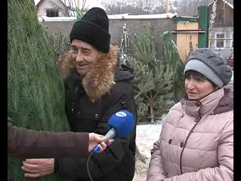 Курские журналисты проверили елочные базары