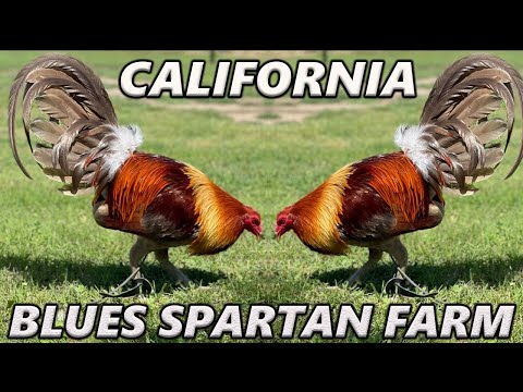 BEAUTIFUL !! Blues Boles Black Brassback Butcher Spartan Farm California - Beautiful Birds