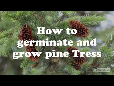 How to grow a pine tree from seed