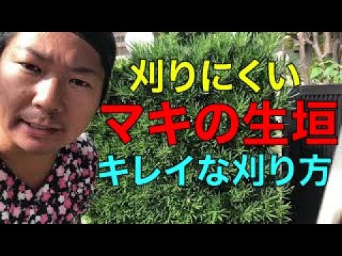 生垣を刈る時期は重要ですか？誰のため？  庭園