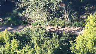 🇷🇺 Russia takes 3 captives in Kreminna Forest