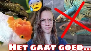 Tot het FOUT gaat... Sluierstaarten of Betta's bij ANDERE VISSEN! //Nickey//