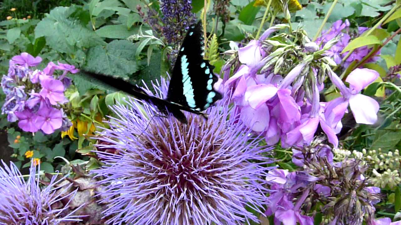 Papilio nireus Green-Banded Swallowtail butterfly flying showing iridescent blue green bands in natural habitat
