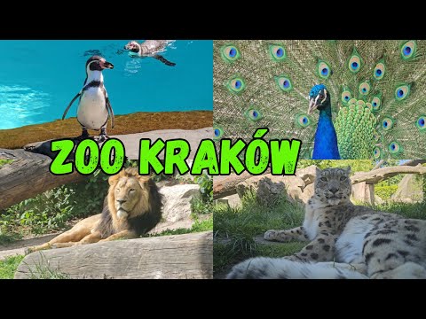 Spacer po ZOO Kraków – odkrywamy świat zwierząt! 🌍🐒