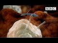Sperm Attacked By Woman S Immune System Inside The Human Body BBC