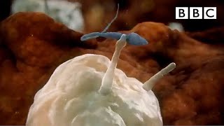Sperm attacked by woman s immune system Inside the Human Body BBC Mp4 3GP & Mp3