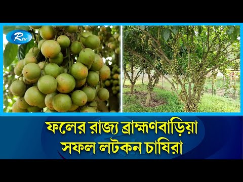 লটকন চাষ