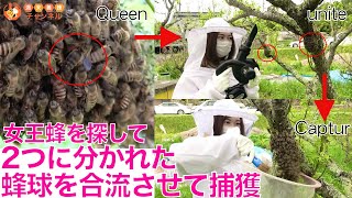 2つに分かれた蜂球を強制合流させて網で捕獲！！【女王蜂探し・分蜂群れ捕獲】