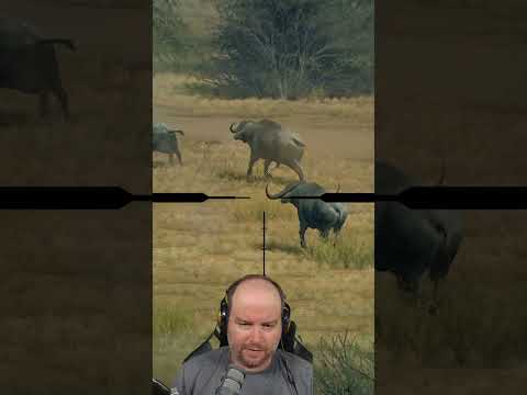 RARE and HUGE buffalo all at once! | Way of the Hunter #shorts