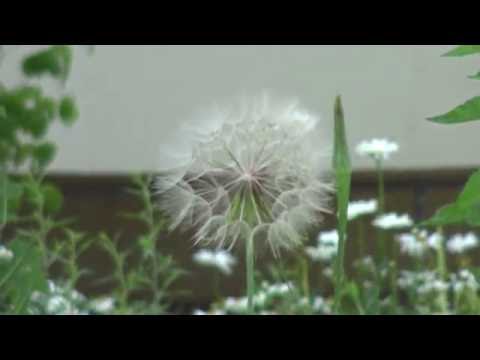 download lagu mp3 mp4 Dandelion Like Plants, download lagu Dandelion Like Plants gratis, unduh video klip Dandelion Like Plants