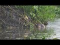 North American Killdeers Black Duck Beaver Molted Mallard On A Northern USA Beaver Pond