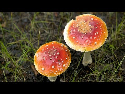 25 DEADLIEST Poisons Known To Mankind