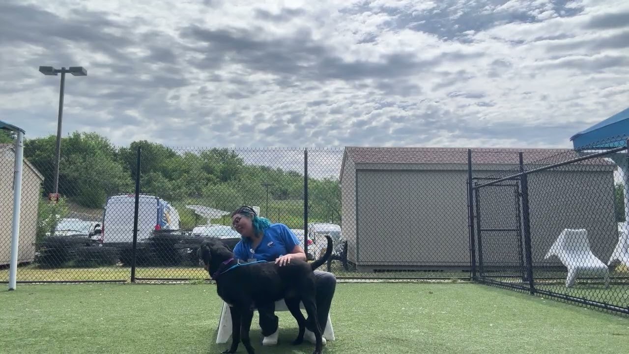 Enlarge Nino, a ADOPTABLE mixed breed in Killingworth, CT video 6/6