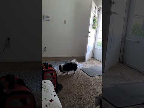 April 20, 2023 Zella coughing