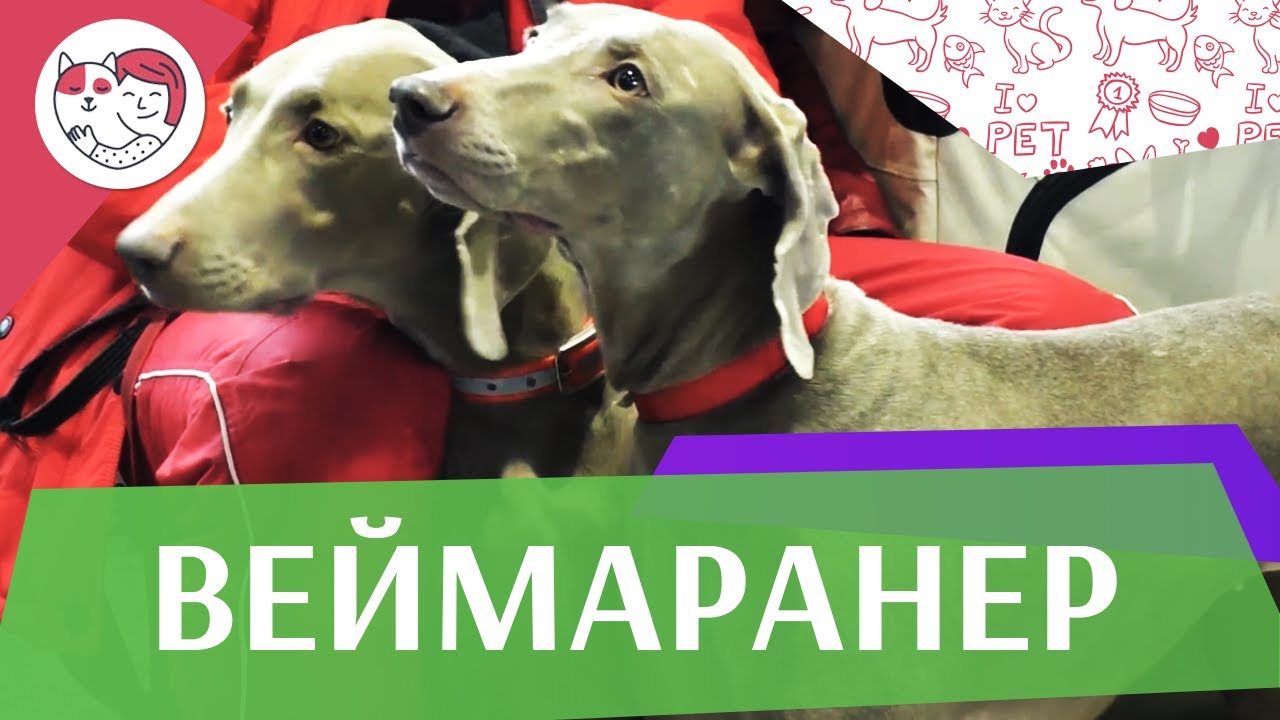 Веймаранер. Веймарская легавая. Особенности, характер, уход на ilike.pet