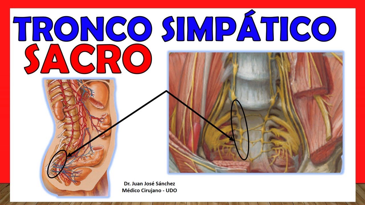 🥇 TRONCO SIMPÁTICO SACRO. ¡Explicación Sencilla!