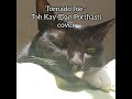 Tornado Joe - Toh Kay (Dan Potthast) cover