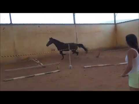 Landboy: Lavall I x Silvester x Lord