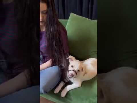 কোন মানে হয়? পরীমনির চুল খাচ্ছে কুকুর! #shorts #trending #porimoni