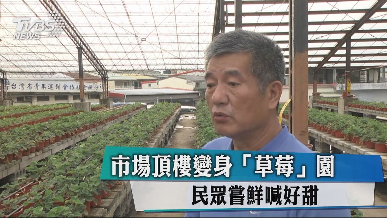 市場頂樓變身「草莓」園 民眾嘗鮮喊好甜