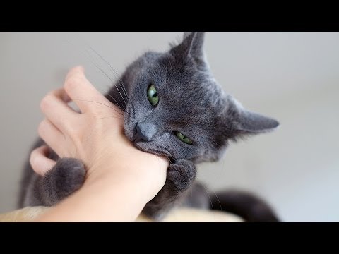 Dealing w/ Cat That Scratches or Bites | Cat Care - YouTube