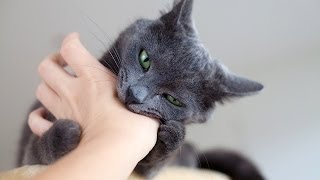 Dealing w/ Cat That Scratches or Bites | Cat Care