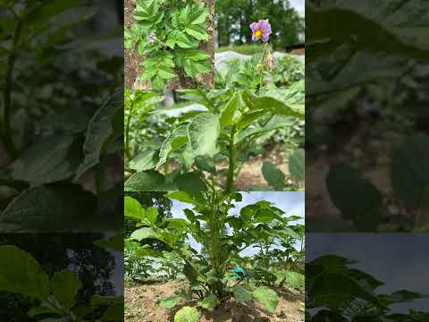 冬でもジャガイモは栽培できますか？どのような条件下で?  庭園