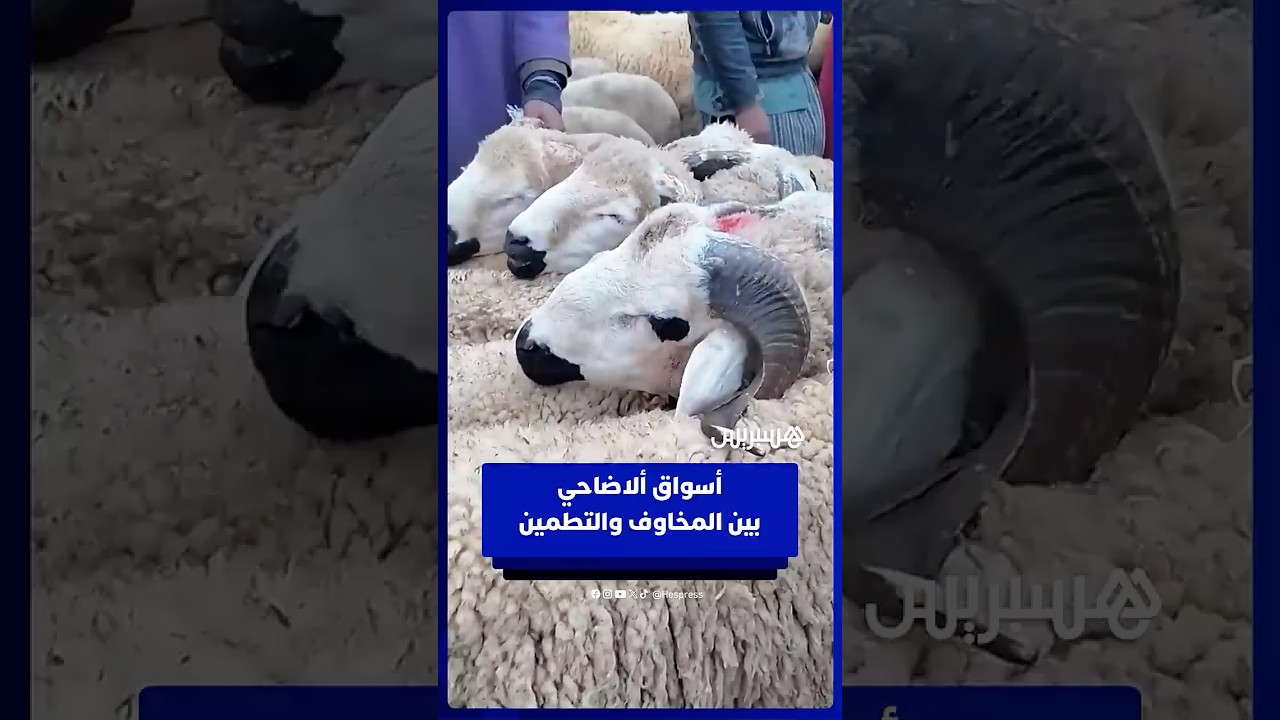 بين غلاء الأعلاف وتفاؤل الكسابة.. إقبال مبكر على أسواق الأغنام وترقب لأسعار أضاحي العيد thumbnail