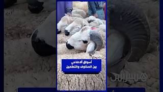 بين غلاء الأعلاف وتفاؤل الكسابة.. إقبال مبكر على أسواق الأغنام وترقب لأسعار أضاحي العيد thumbnail
